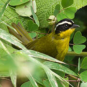 Black-capped Hemispingus