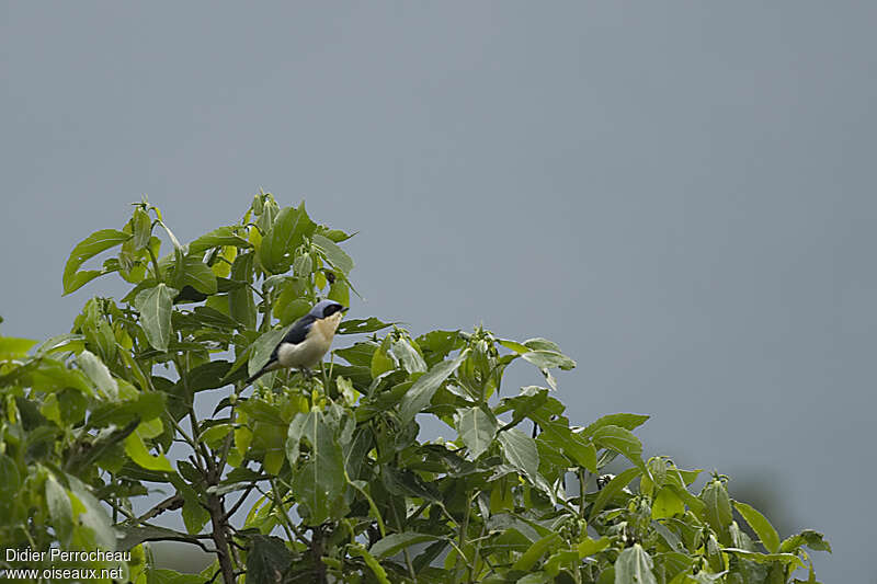 Tangara à dos noiradulte, habitat, pigmentation