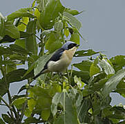 Fawn-breasted Tanager