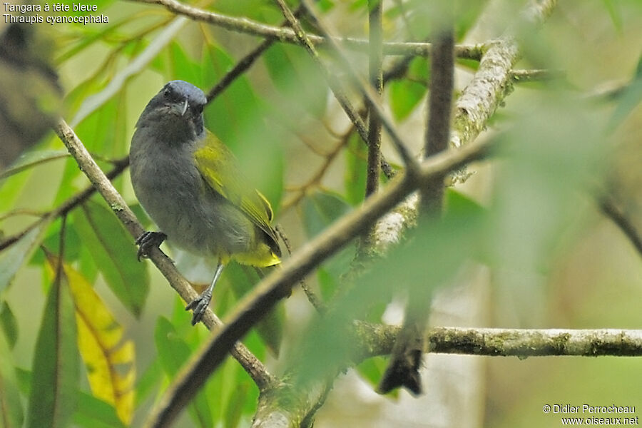 Blue-capped Tanager