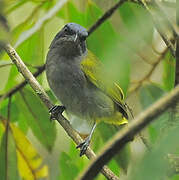 Blue-capped Tanager