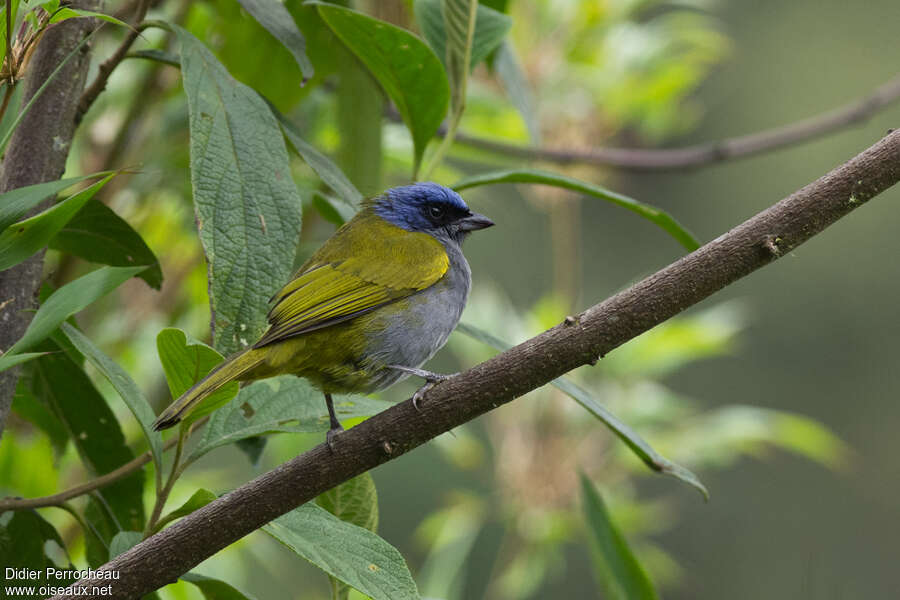 Tangara à tête bleueadulte, identification