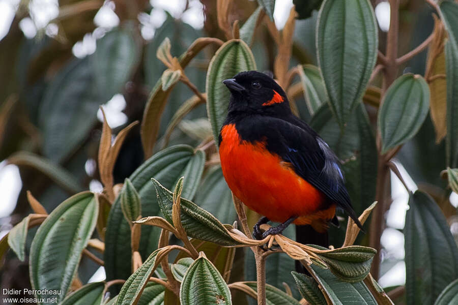 Scarlet-bellied Mountain Tanager male adult, habitat