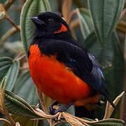 Scarlet-bellied Mountain Tanager