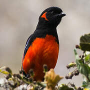 Scarlet-bellied Mountain Tanager