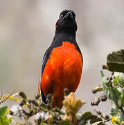 Scarlet-bellied Mountain Tanager