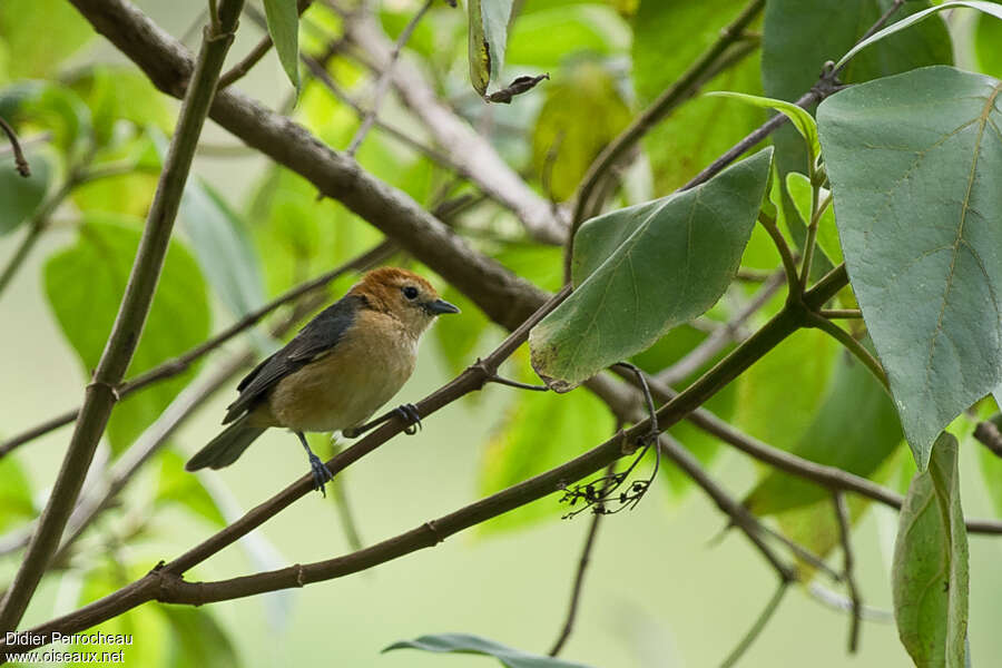 Tangara à ventre roux