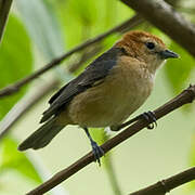 Buff-bellied Tanager