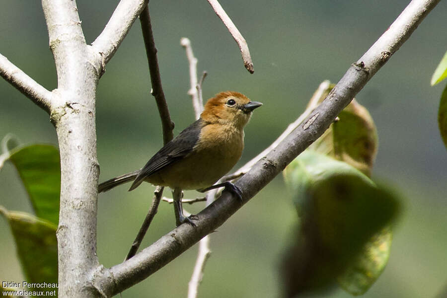 Buff-bellied Tanager