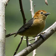 Buff-bellied Tanager