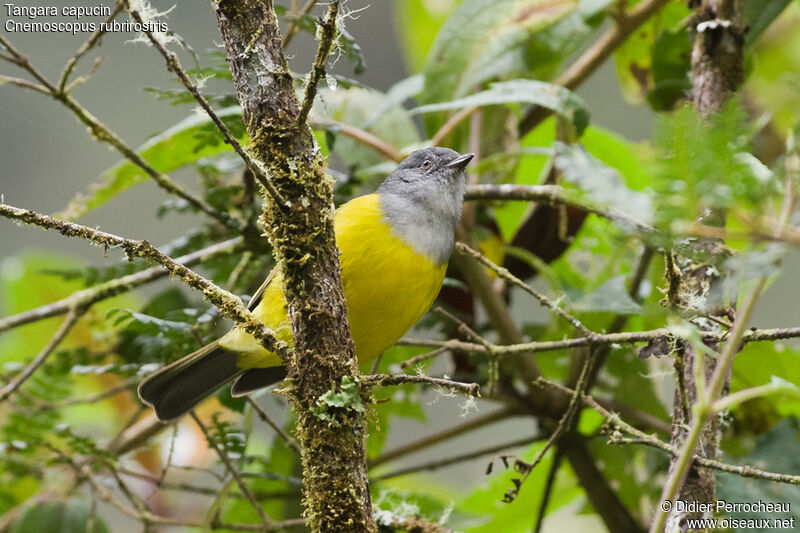 Grey-hooded Bush Tanager