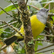 Grey-hooded Bush Tanager