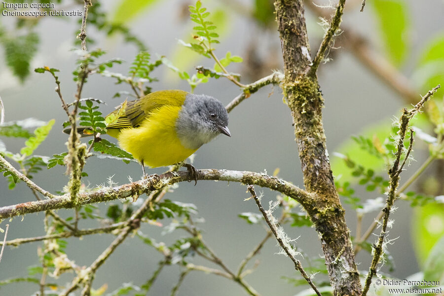 Grey-hooded Bush Tanager