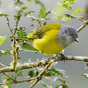 Grey-hooded Bush Tanager