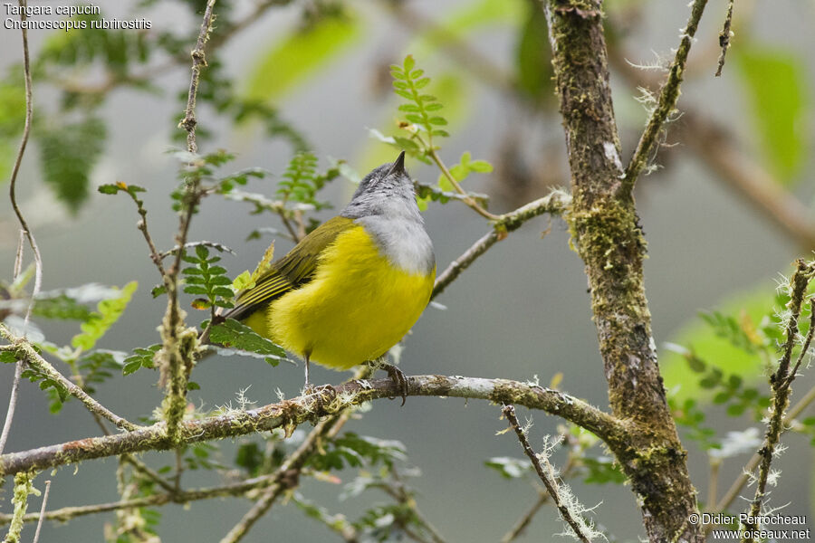 Grey-hooded Bush Tanager