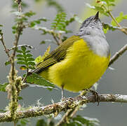 Grey-hooded Bush Tanager