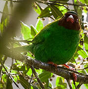 Grass-green Tanager