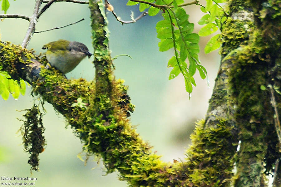 Common Bush Tanager (ophthalmicus)adult, habitat, pigmentation, fishing/hunting