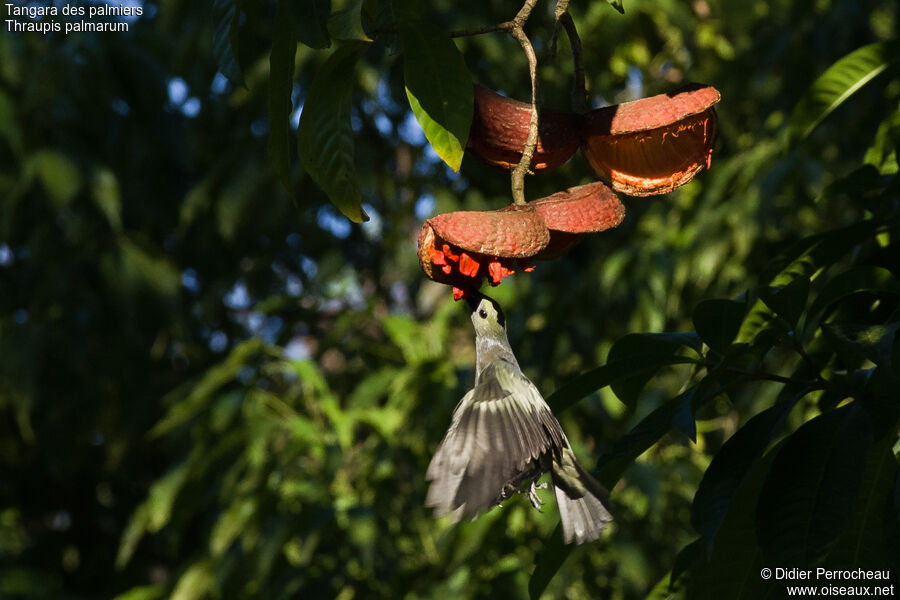 Palm Tanager