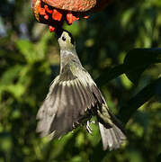 Palm Tanager