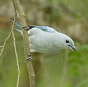 Blue-grey Tanager