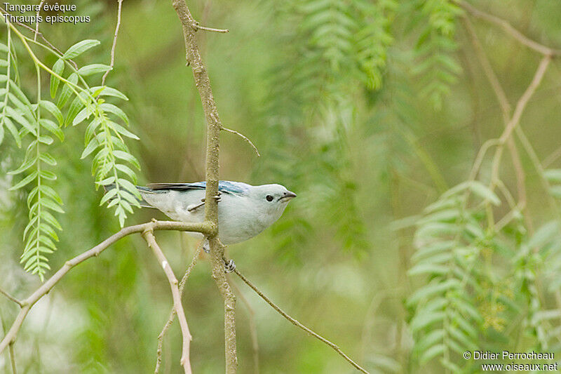 Blue-grey Tanager