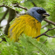 Blue-and-yellow Tanager