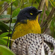 Lacrimose Mountain Tanager