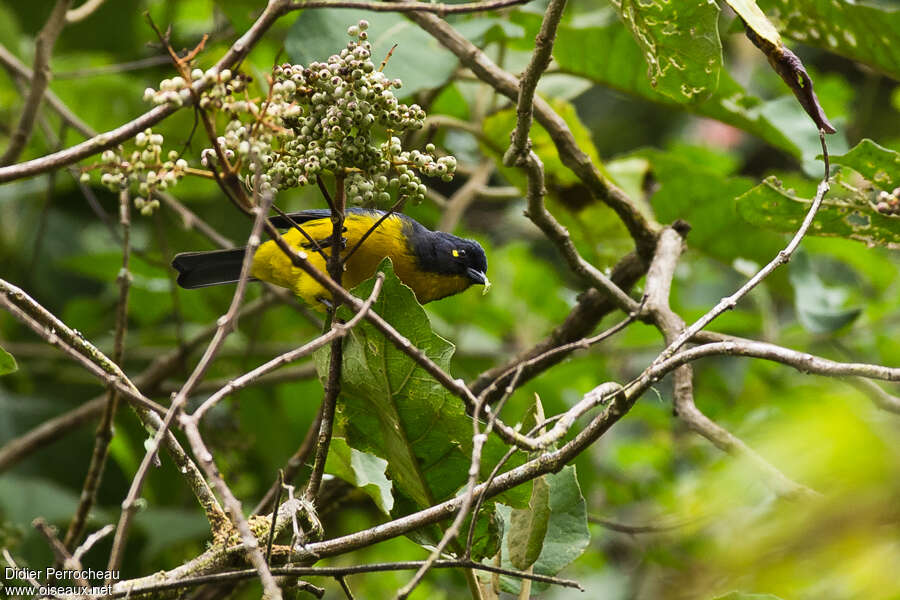 Lacrimose Mountain Tanageradult, eats