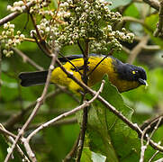 Lacrimose Mountain Tanager