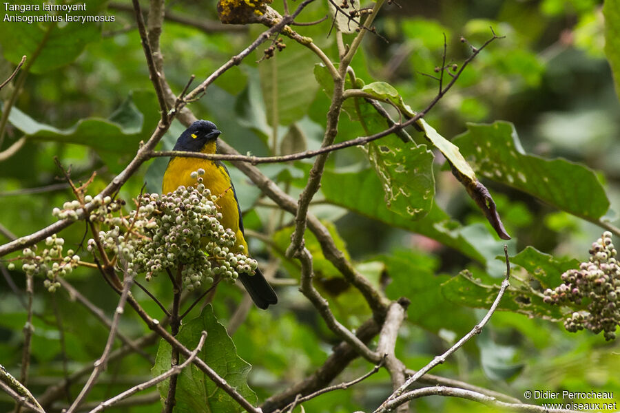 Lacrimose Mountain Tanager