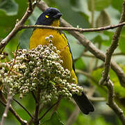 Lacrimose Mountain Tanager