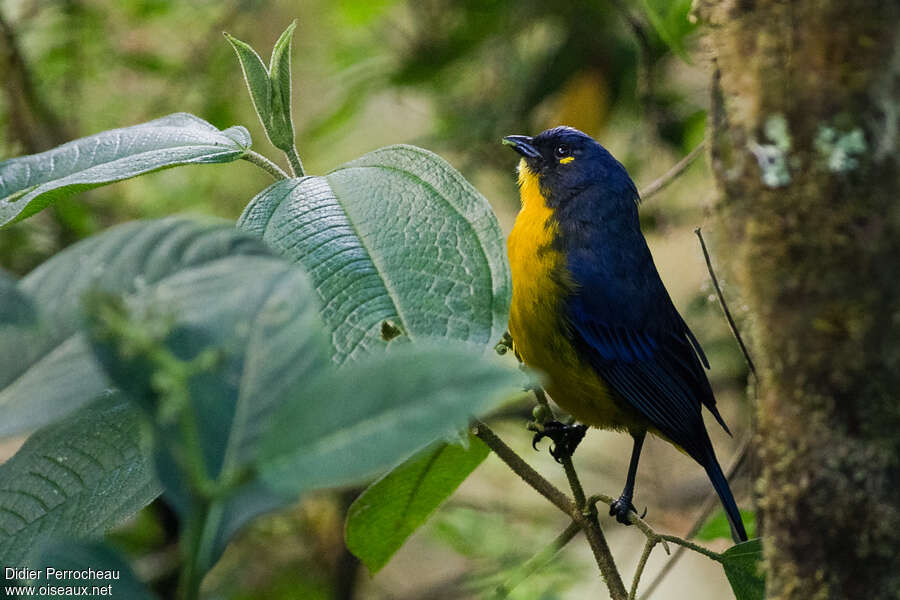 Lacrimose Mountain Tanageradult, identification