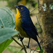 Lacrimose Mountain Tanager