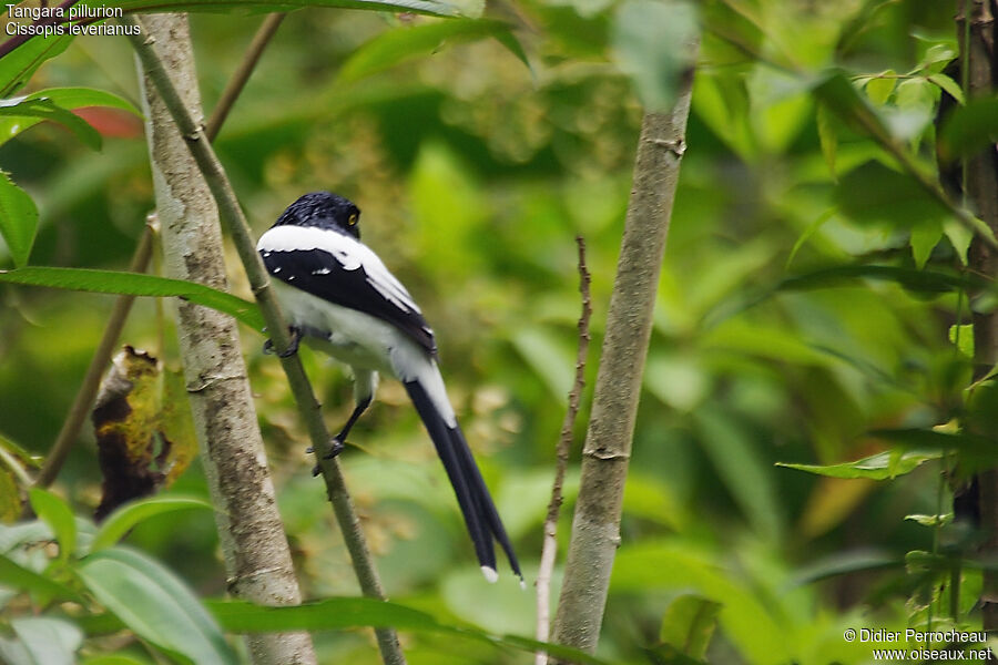 Magpie Tanager