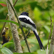 Magpie Tanager