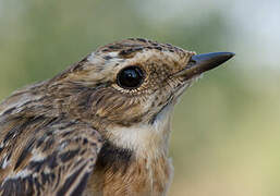 Whinchat