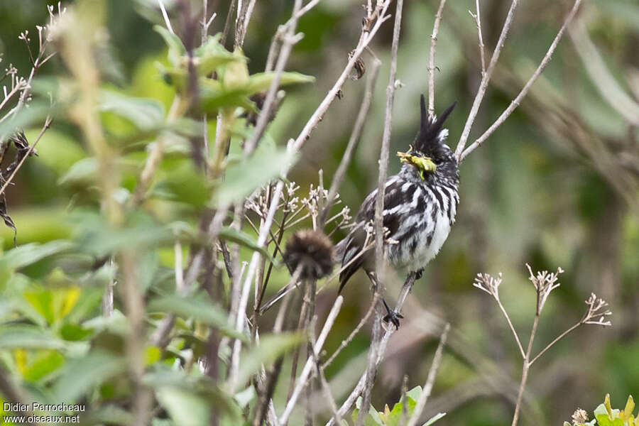 Black-crested Tit-Tyrantadult, pigmentation