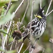 Black-crested Tit-Tyrant