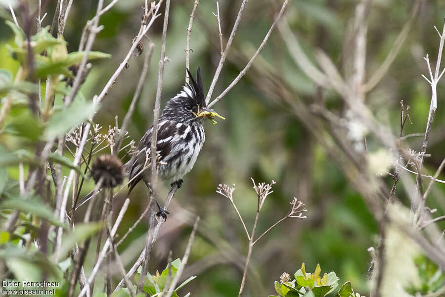 Taurillon à cimier noiradulte, régime