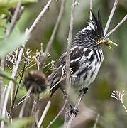 Black-crested Tit-Tyrant