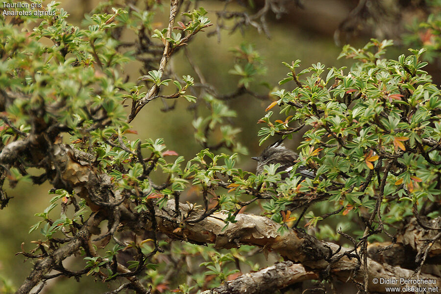 Taurillon grisadulte