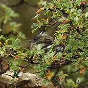 Ash-breasted Tit-Tyrant