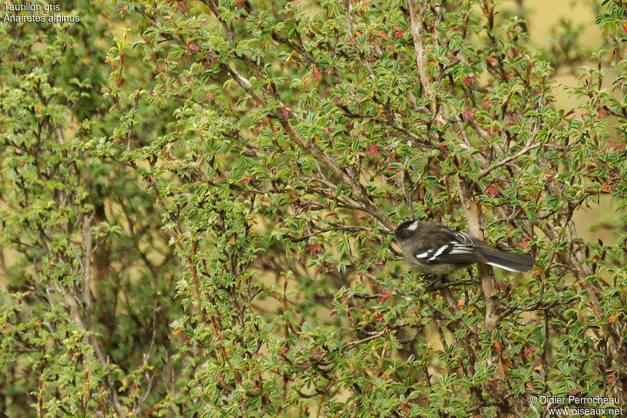 Ash-breasted Tit-Tyrantadult