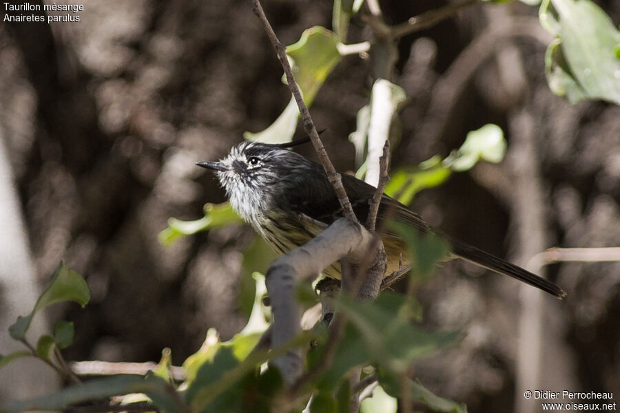 Tufted Tit-Tyrant