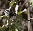 Taurillon mésange