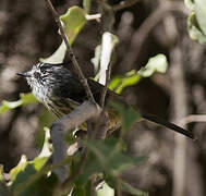 Tufted Tit-Tyrant