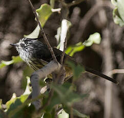 Taurillon mésange