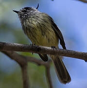 Tufted Tit-Tyrant