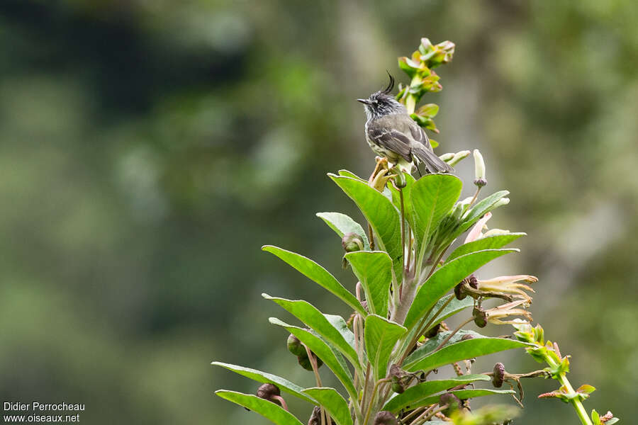 Tufted Tit-Tyrantadult